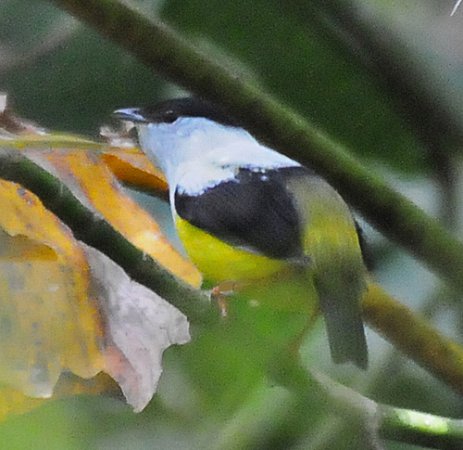 Photo (2): White-collared Manakin