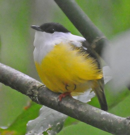 Photo (5): White-collared Manakin