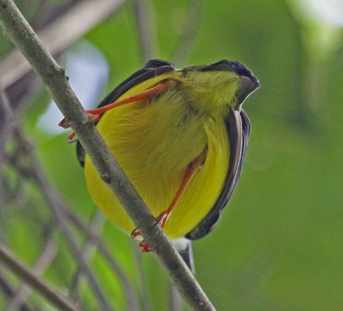 Photo (7): White-collared Manakin