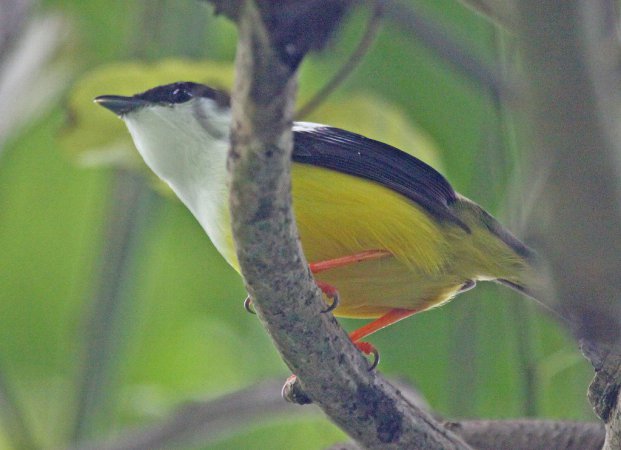 Photo (6): White-collared Manakin
