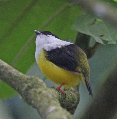Photo (8): White-collared Manakin