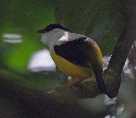 Photo (4): White-collared Manakin