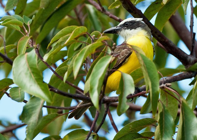 Photo (3): Boat-billed Flycatcher