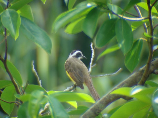 Photo (13): Boat-billed Flycatcher