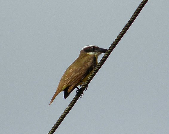 Photo (8): Boat-billed Flycatcher