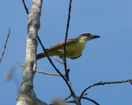 Photo (9): Boat-billed Flycatcher