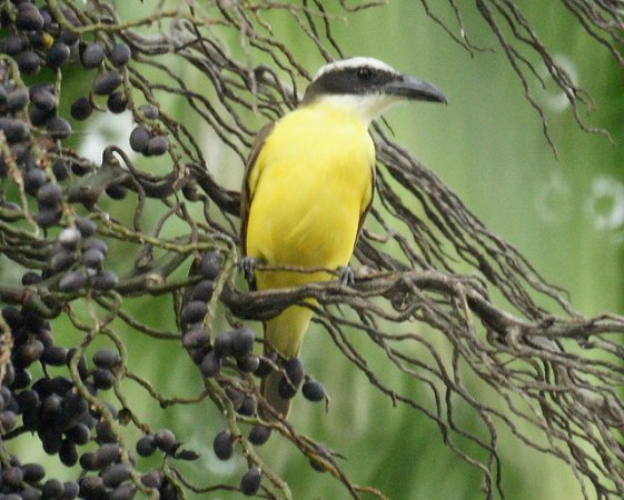 Photo (12): Boat-billed Flycatcher