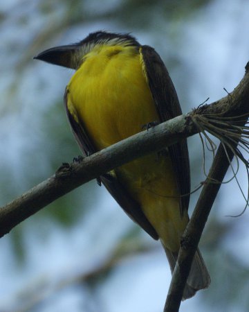 Photo (10): Boat-billed Flycatcher