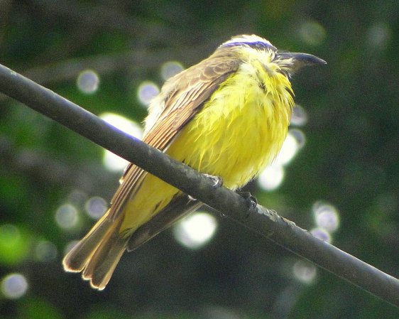 Photo (15): Boat-billed Flycatcher