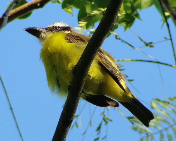 Photo (5): Boat-billed Flycatcher