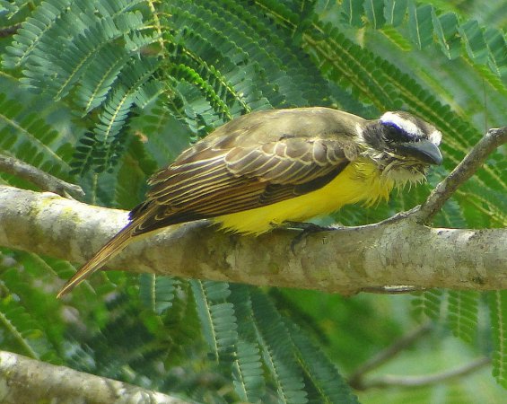 Photo (7): Boat-billed Flycatcher