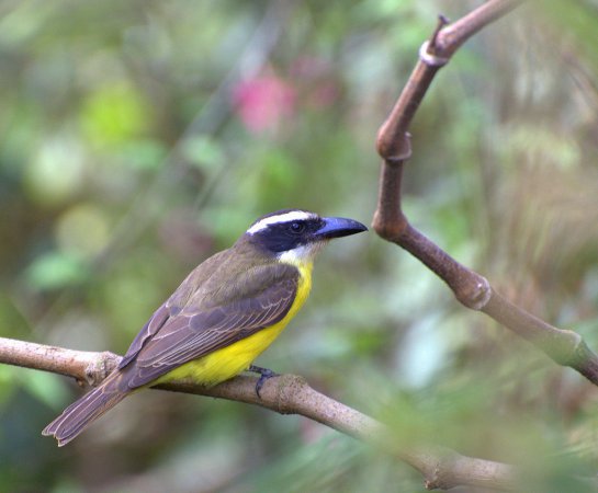 Photo (2): Boat-billed Flycatcher