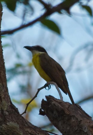Photo (11): Boat-billed Flycatcher