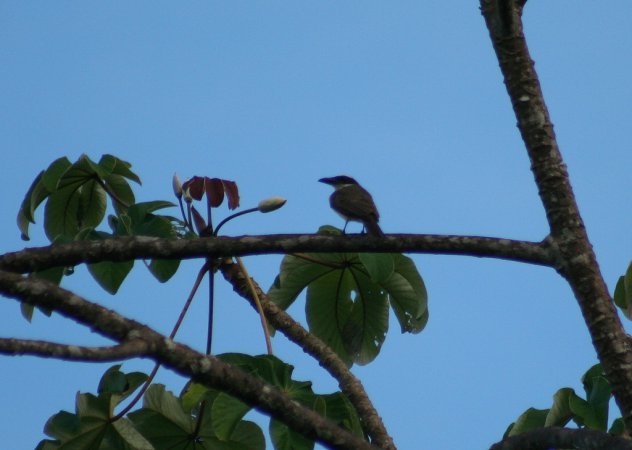 Photo (16): Boat-billed Flycatcher