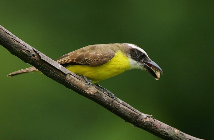 Photo (1): Boat-billed Flycatcher