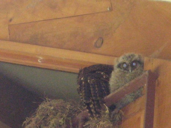 Photo (11): Tropical Screech-Owl