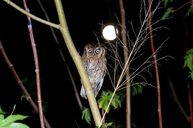 Photo (2): Tropical Screech-Owl