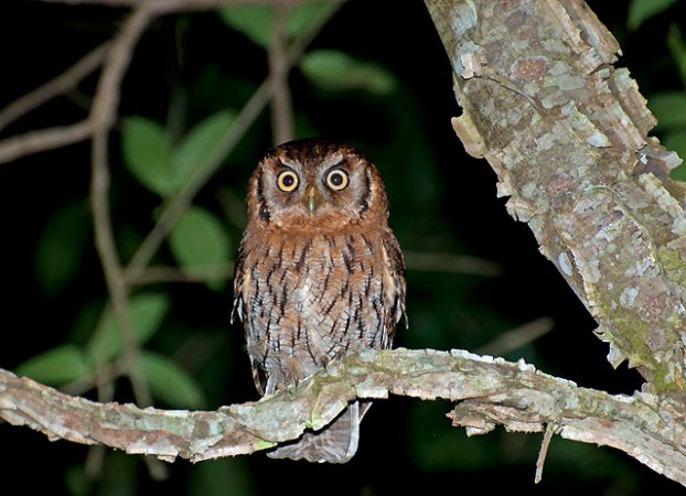 Photo (1): Tropical Screech-Owl
