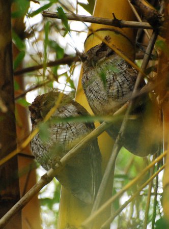 Photo (6): Tropical Screech-Owl