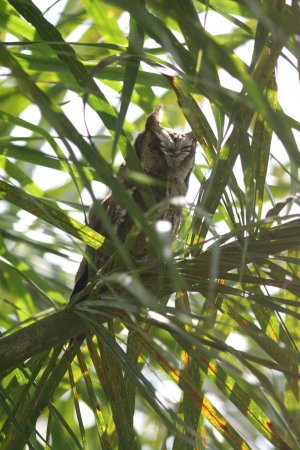 Photo (9): Tropical Screech-Owl