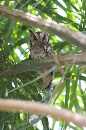 Photo (4): Tropical Screech-Owl