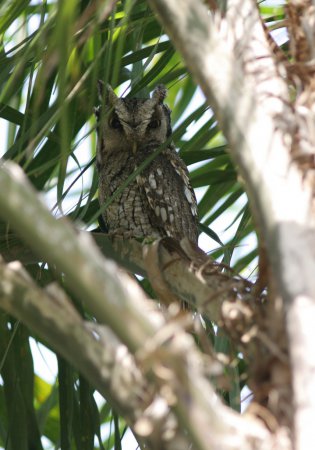 Photo (7): Tropical Screech-Owl