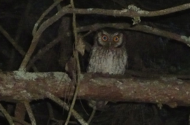 Photo (8): Tropical Screech-Owl