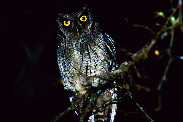Photo (10): Tropical Screech-Owl