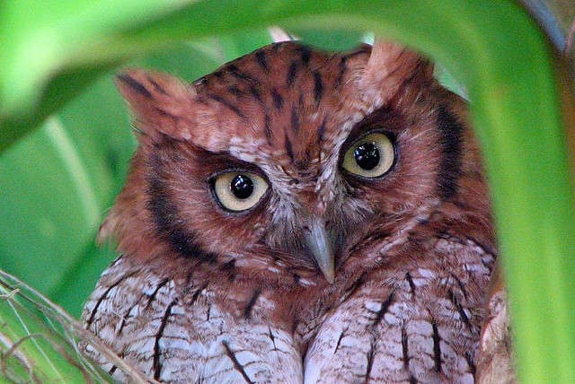Photo (3): Tropical Screech-Owl