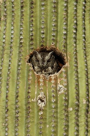 Photo (14): Western Screech-Owl
