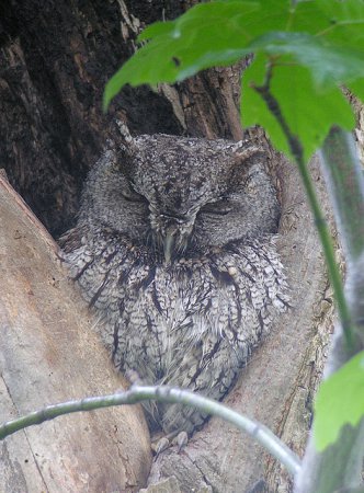 Photo (18): Western Screech-Owl