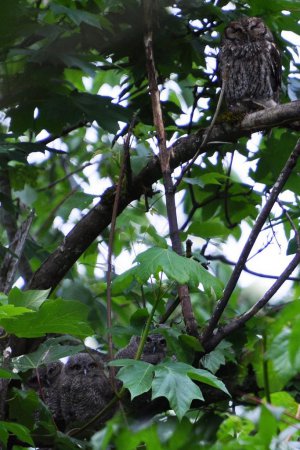 Photo (17): Western Screech-Owl