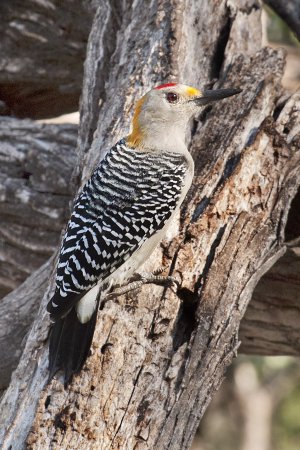 Photo (7): Golden-fronted Woodpecker