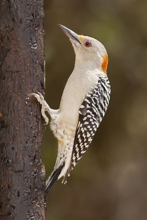 Photo (4): Golden-fronted Woodpecker