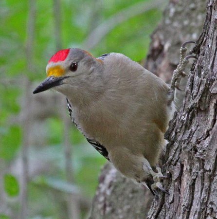Photo (5): Golden-fronted Woodpecker