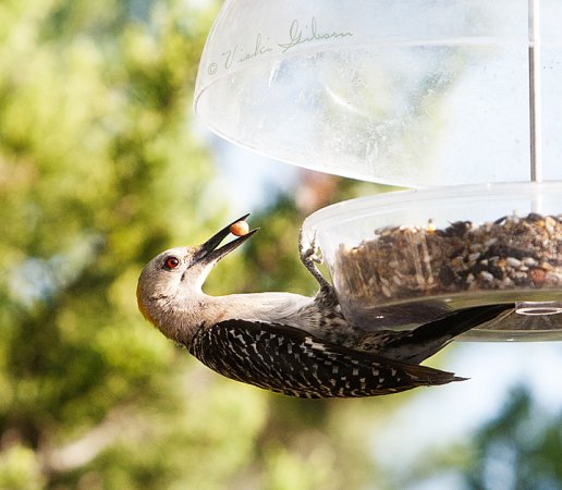 Photo (15): Golden-fronted Woodpecker