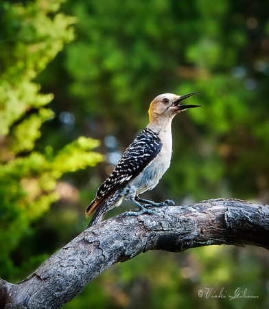 Photo (6): Golden-fronted Woodpecker