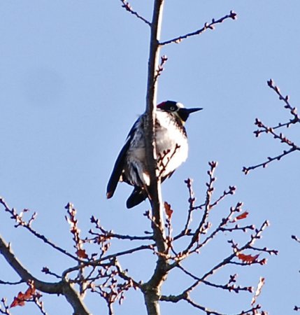 Photo (20): Acorn Woodpecker