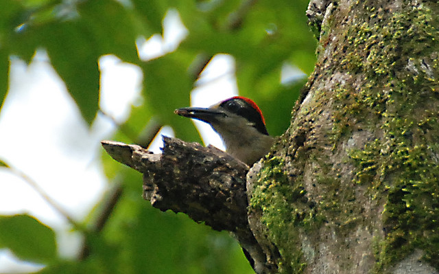 Photo (7): Black-cheeked Woodpecker