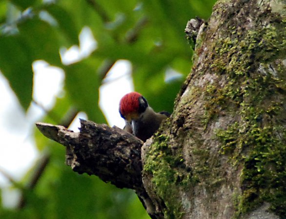 Photo (6): Black-cheeked Woodpecker