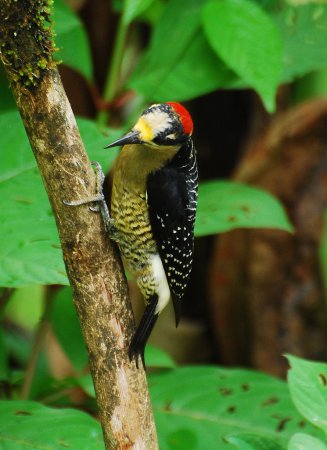 Photo (9): Black-cheeked Woodpecker