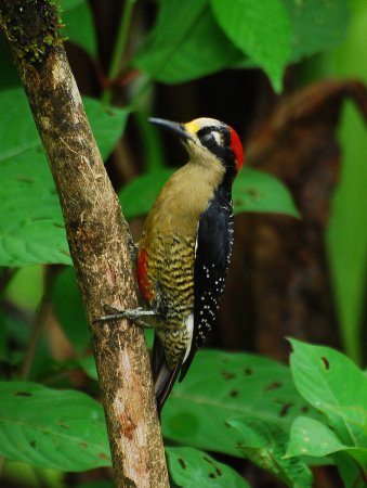 Photo (11): Black-cheeked Woodpecker