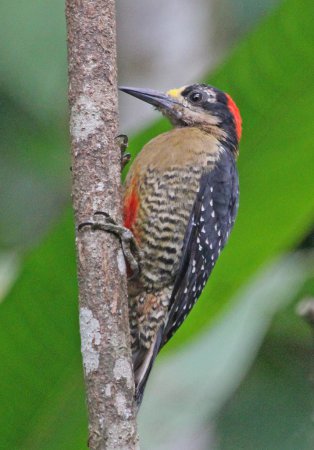 Photo (5): Black-cheeked Woodpecker