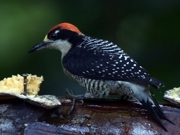 Photo (3): Black-cheeked Woodpecker