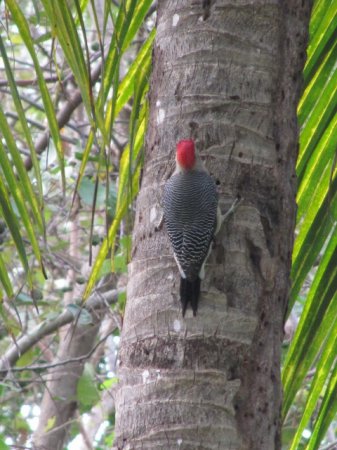 Photo (1): Yucatan Woodpecker