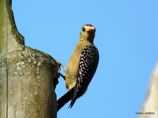 Photo (8): Red-crowned Woodpecker