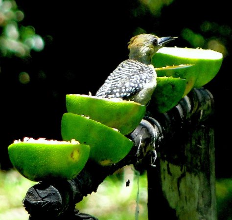 Photo (19): Red-crowned Woodpecker