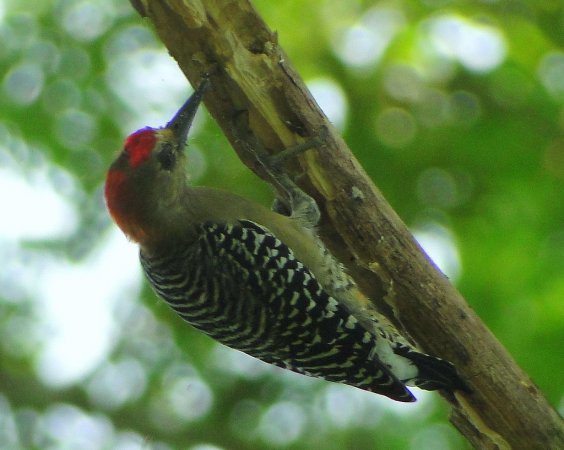 Photo (3): Red-crowned Woodpecker