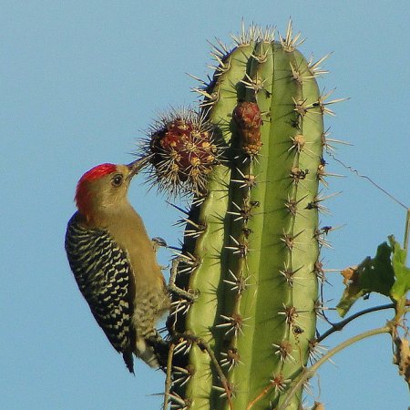 Photo (14): Red-crowned Woodpecker