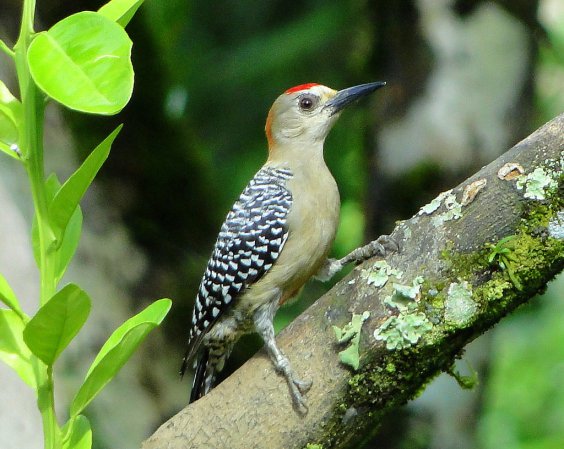 Photo (4): Red-crowned Woodpecker